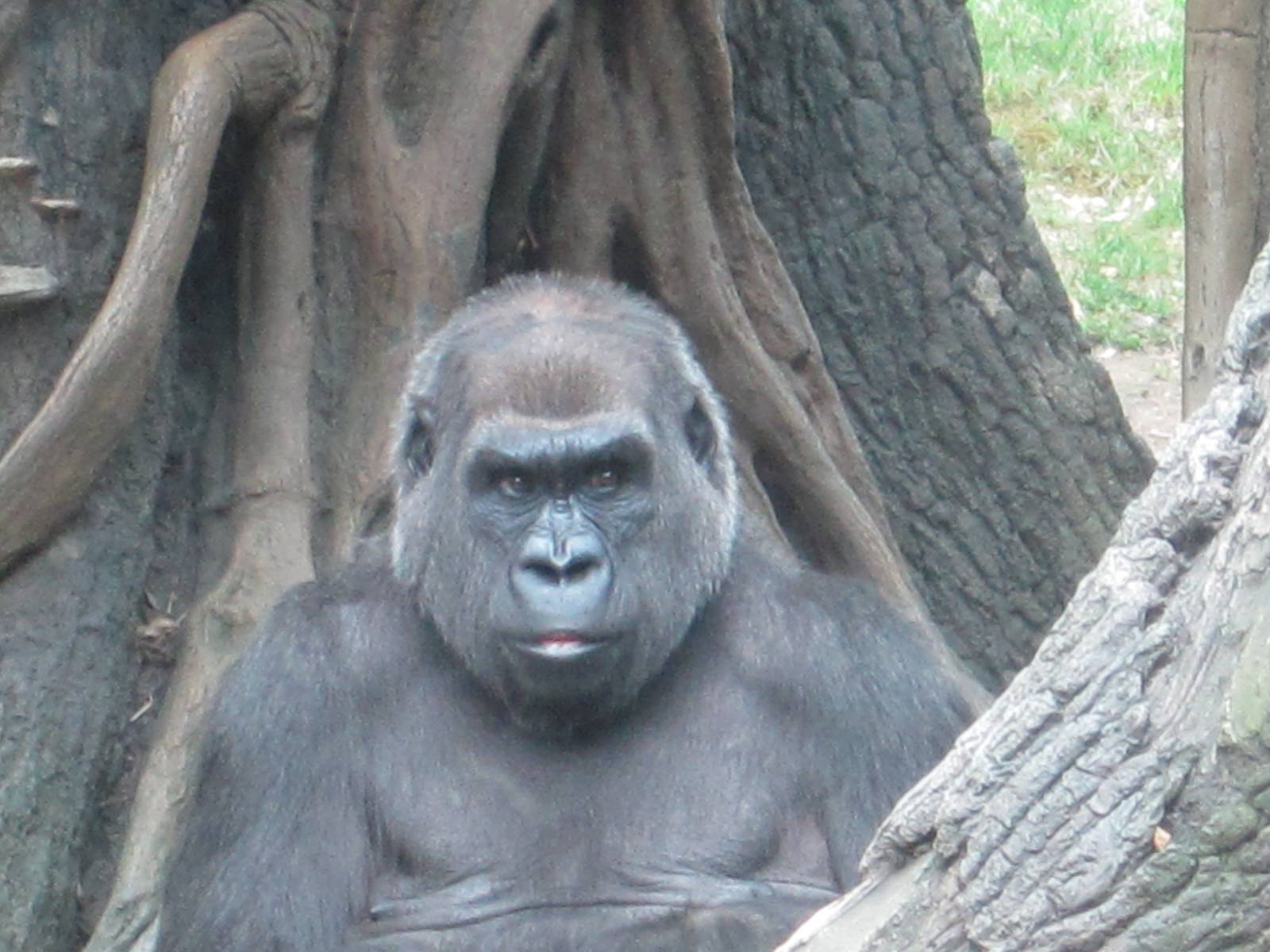 Western Lowland Gorilla