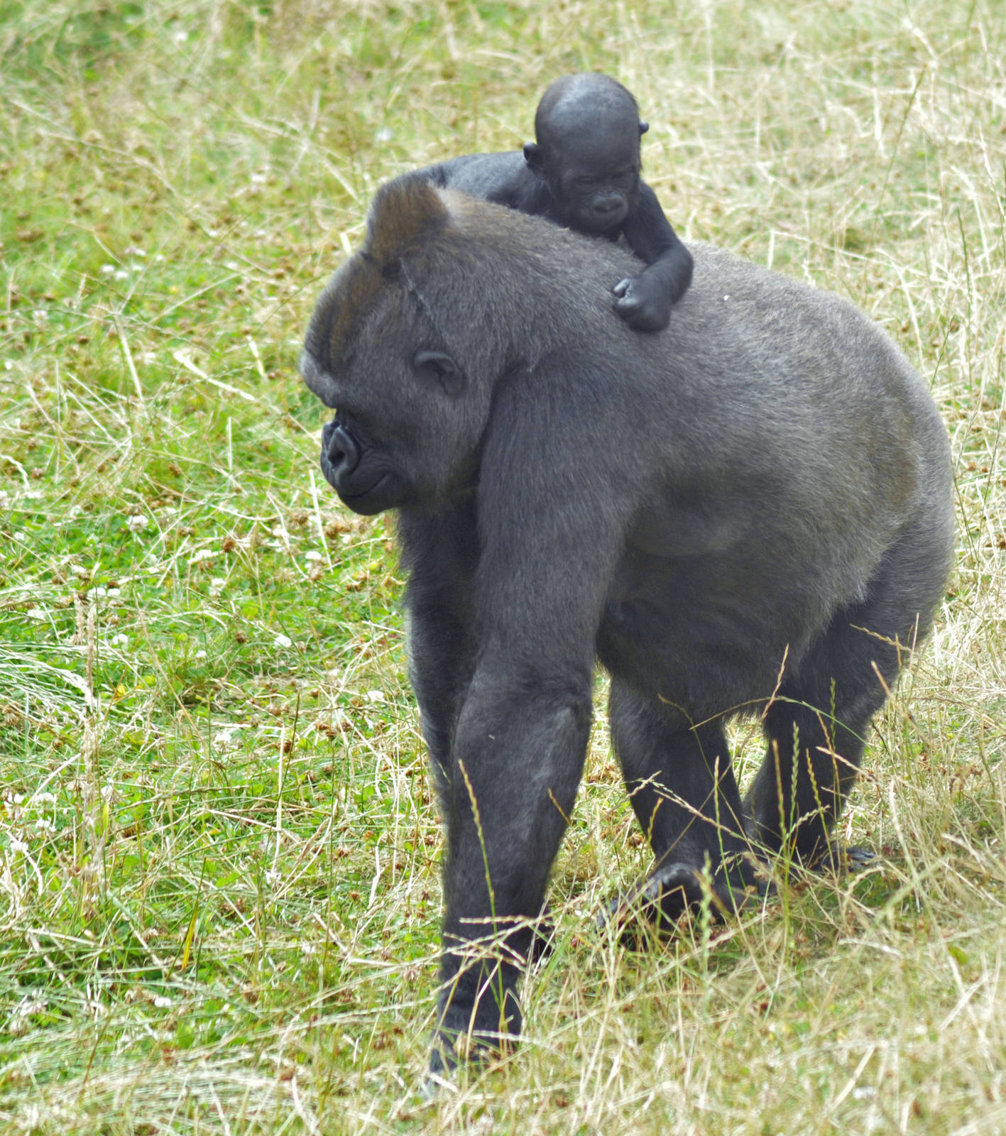 Western Lowland Gorilla