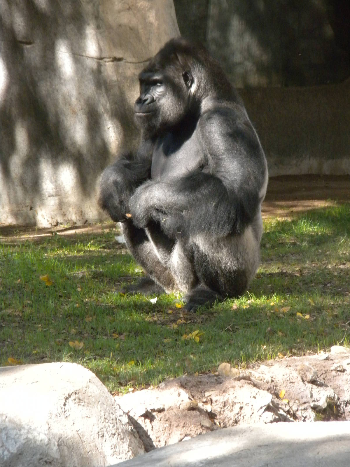 Western Lowland Gorilla