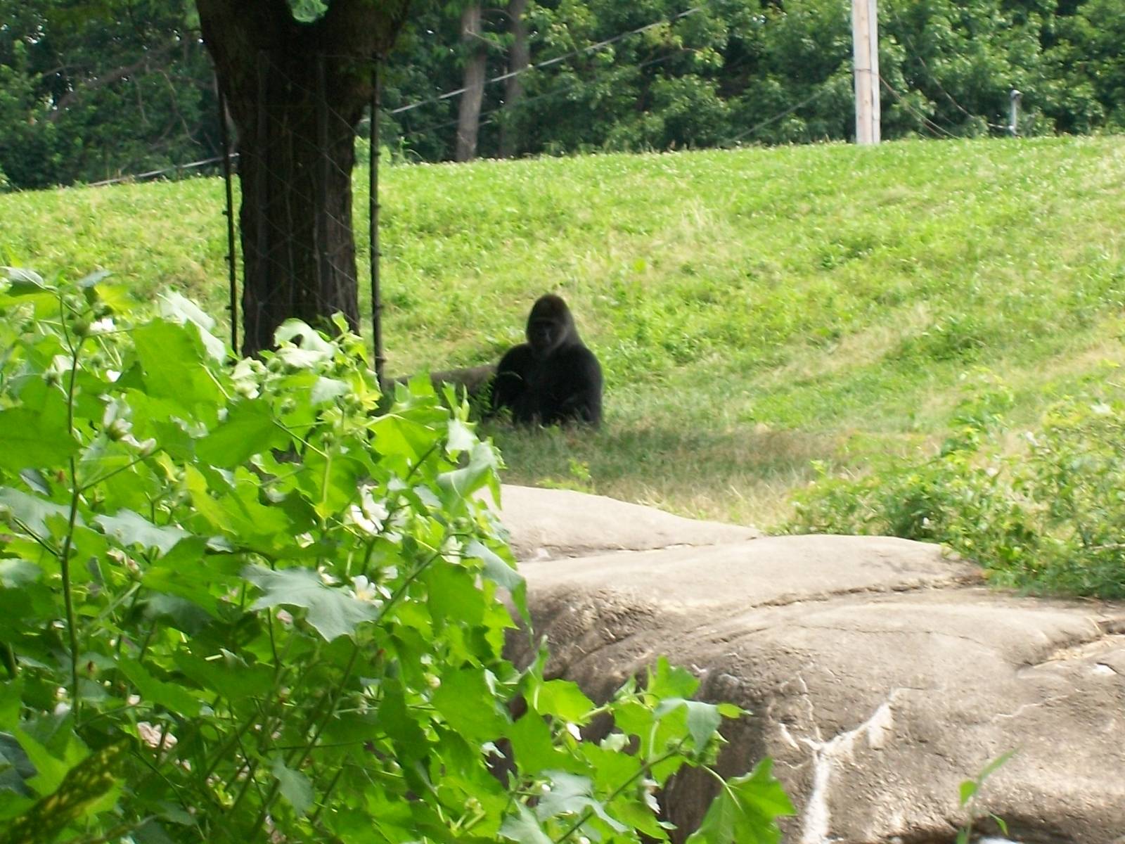 Western Lowland Gorilla