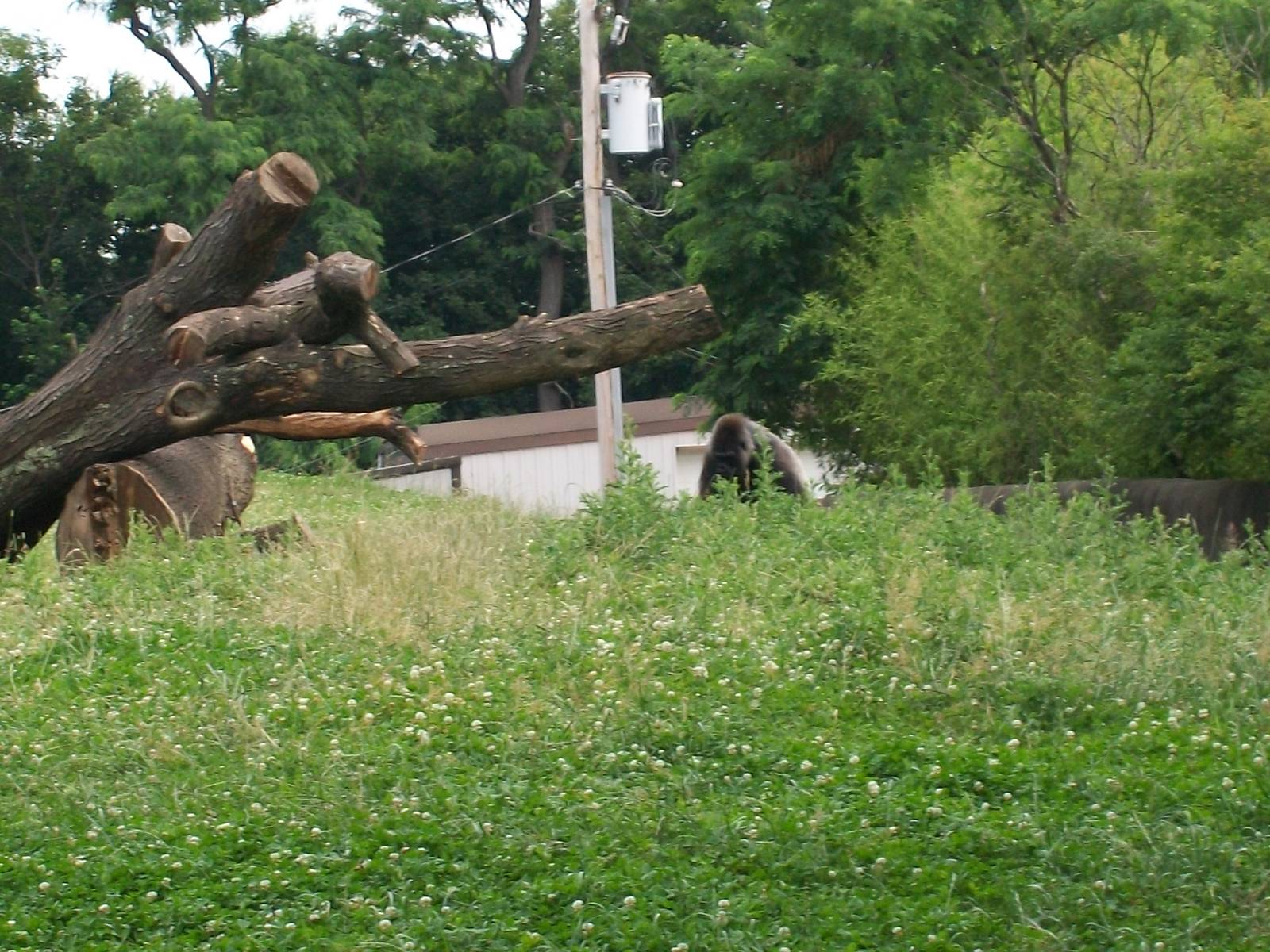 Western Lowland Gorilla