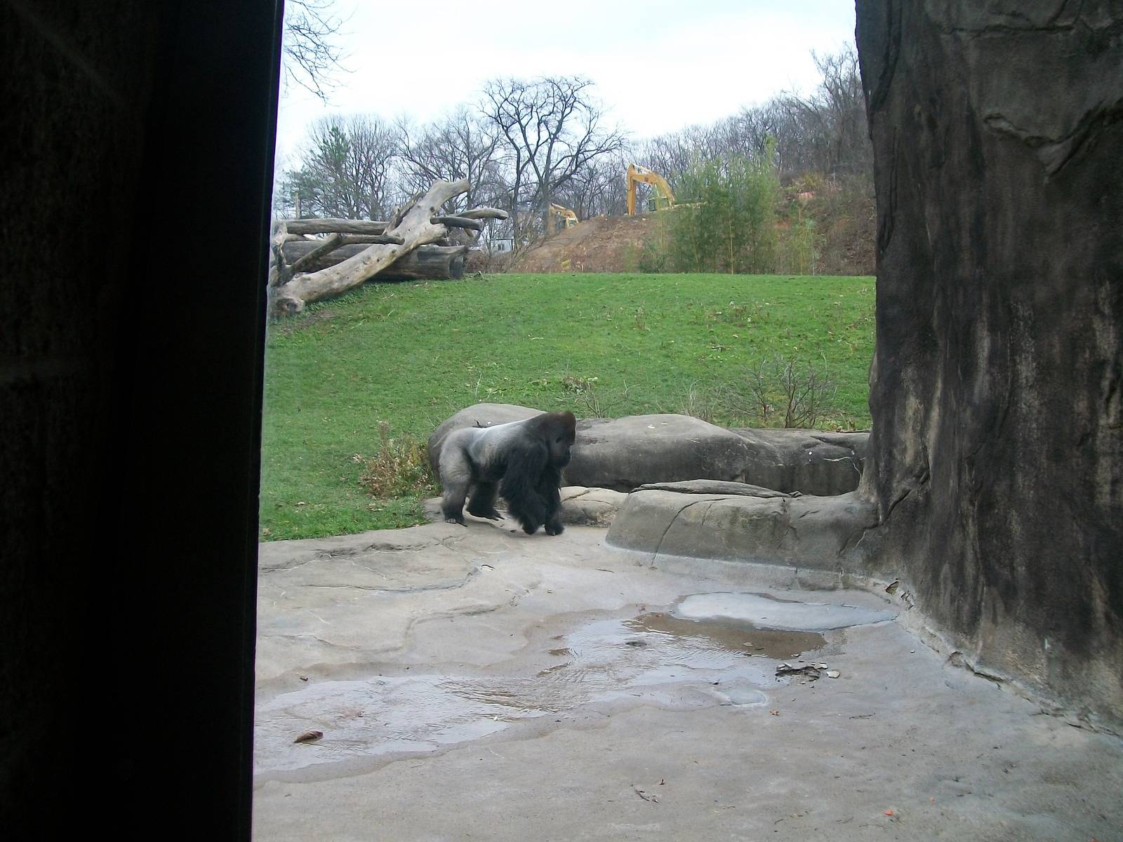Western Lowland Gorilla