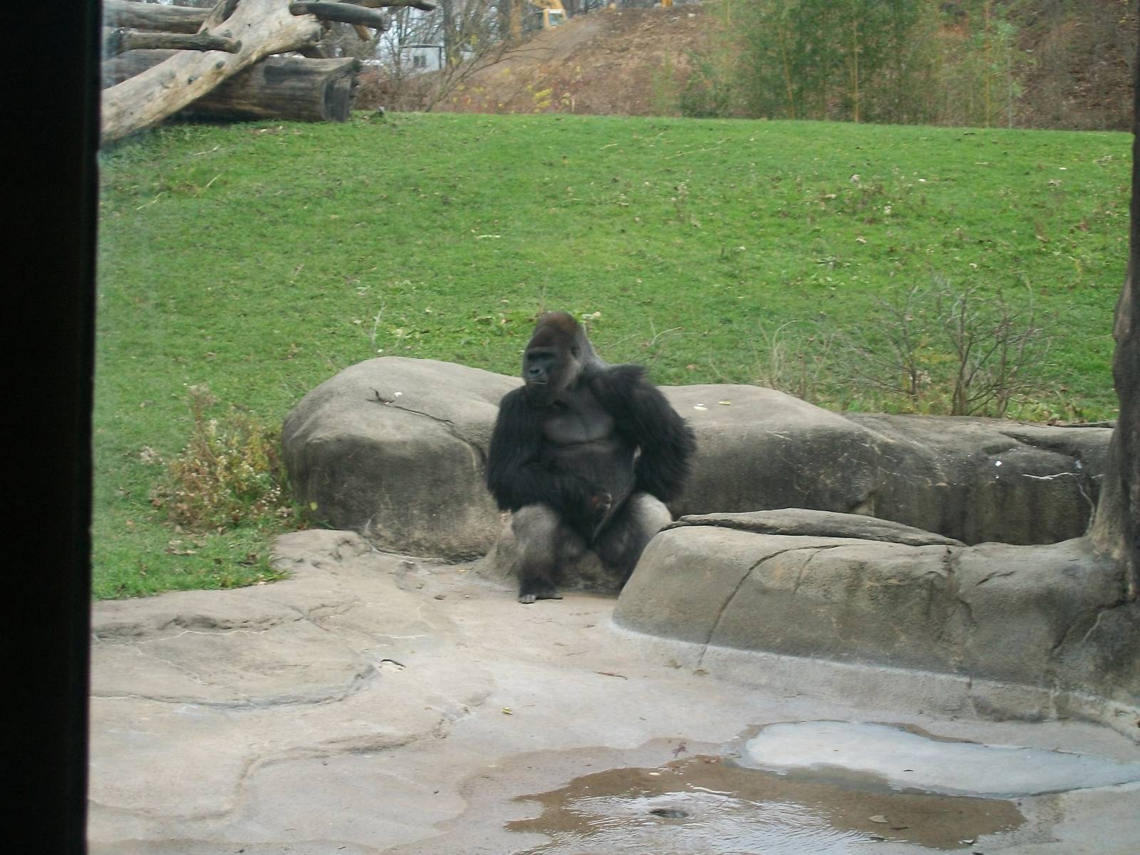 Western Lowland Gorilla
