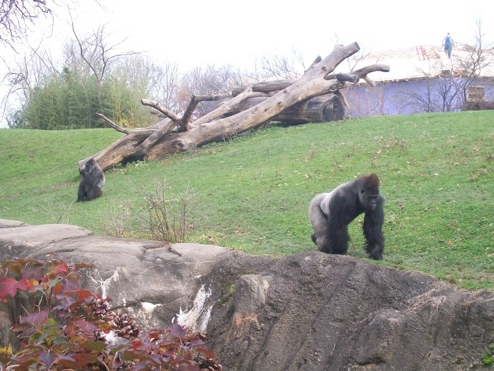 Western Lowland Gorilla