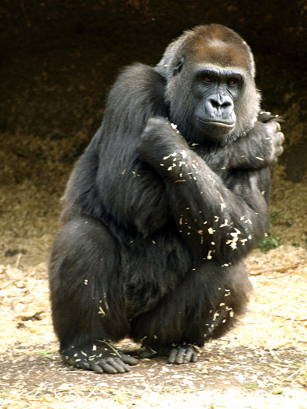 Western Lowland gorilla