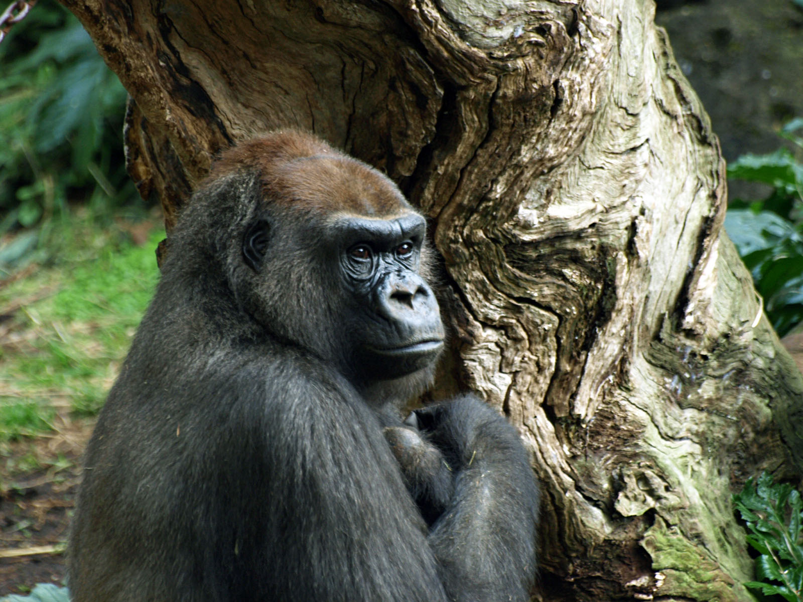 Western Lowland gorilla