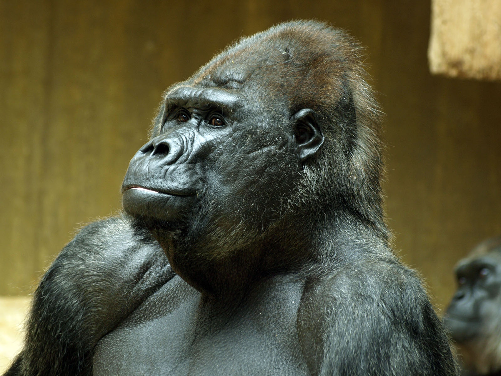 Western Lowland gorilla