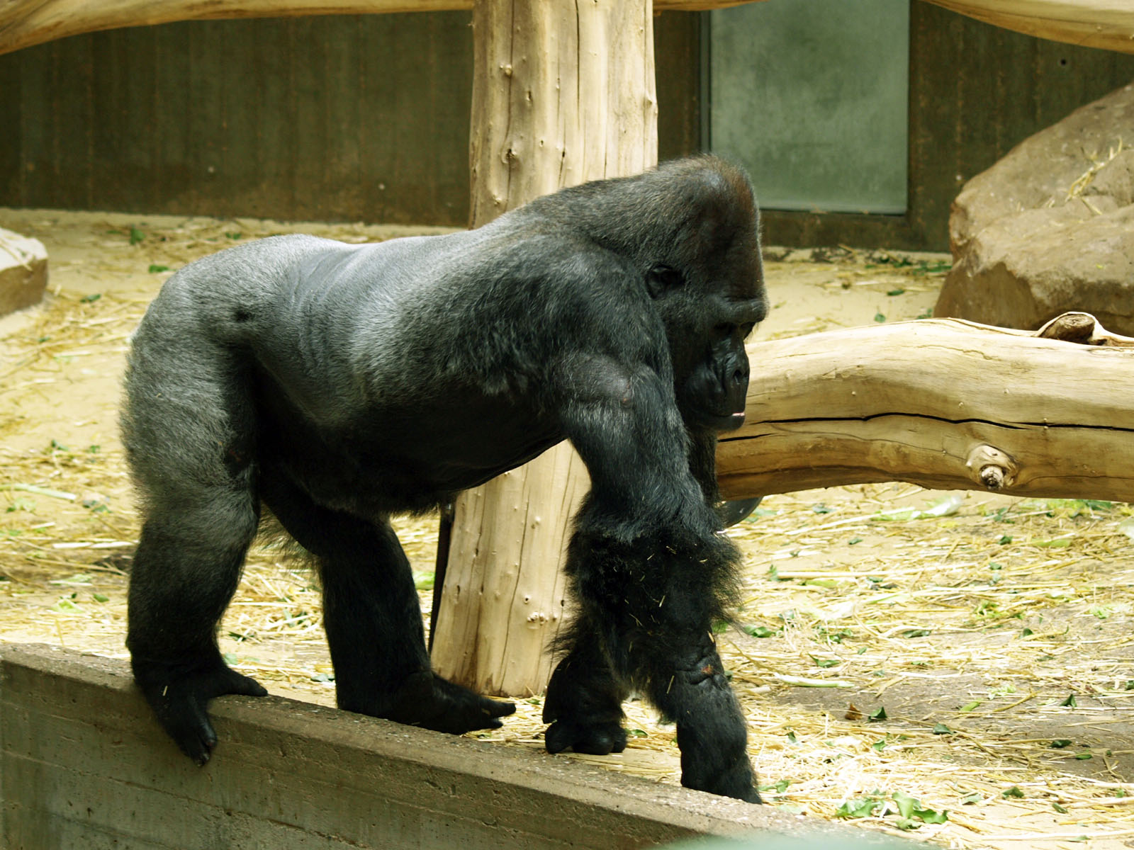 Western Lowland gorilla