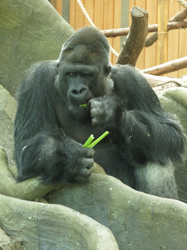 Western lowland gorilla