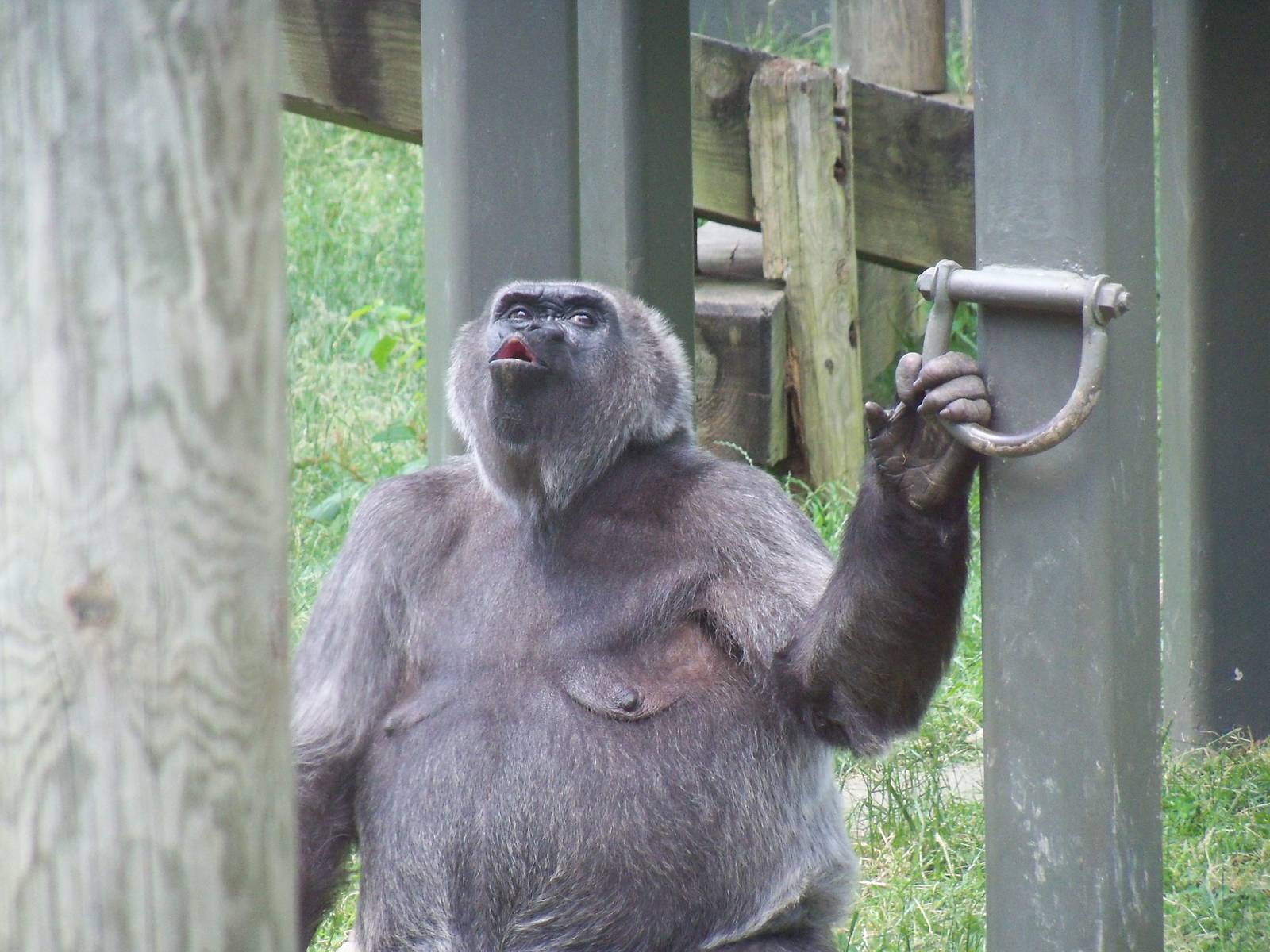 Western Lowland Gorilla