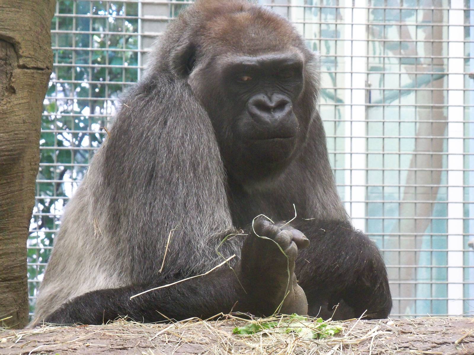 Western Lowland Gorilla