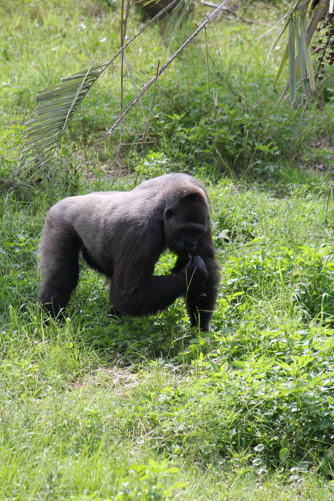 Western Lowland Gorilla