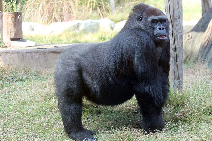 Western lowland gorilla