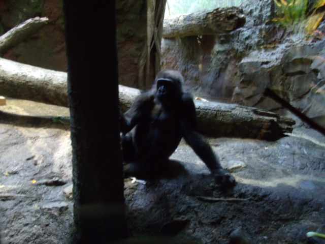 Western Lowland Gorilla