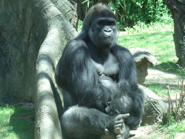 Western Lowland Gorilla