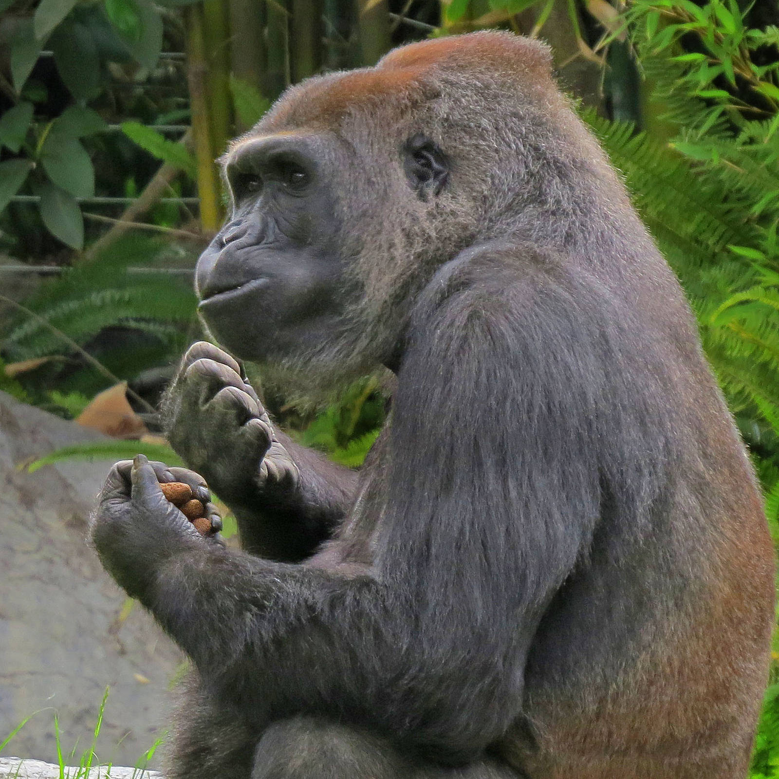 Western Lowland Gorilla