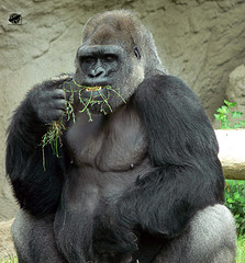 Western lowland gorilla