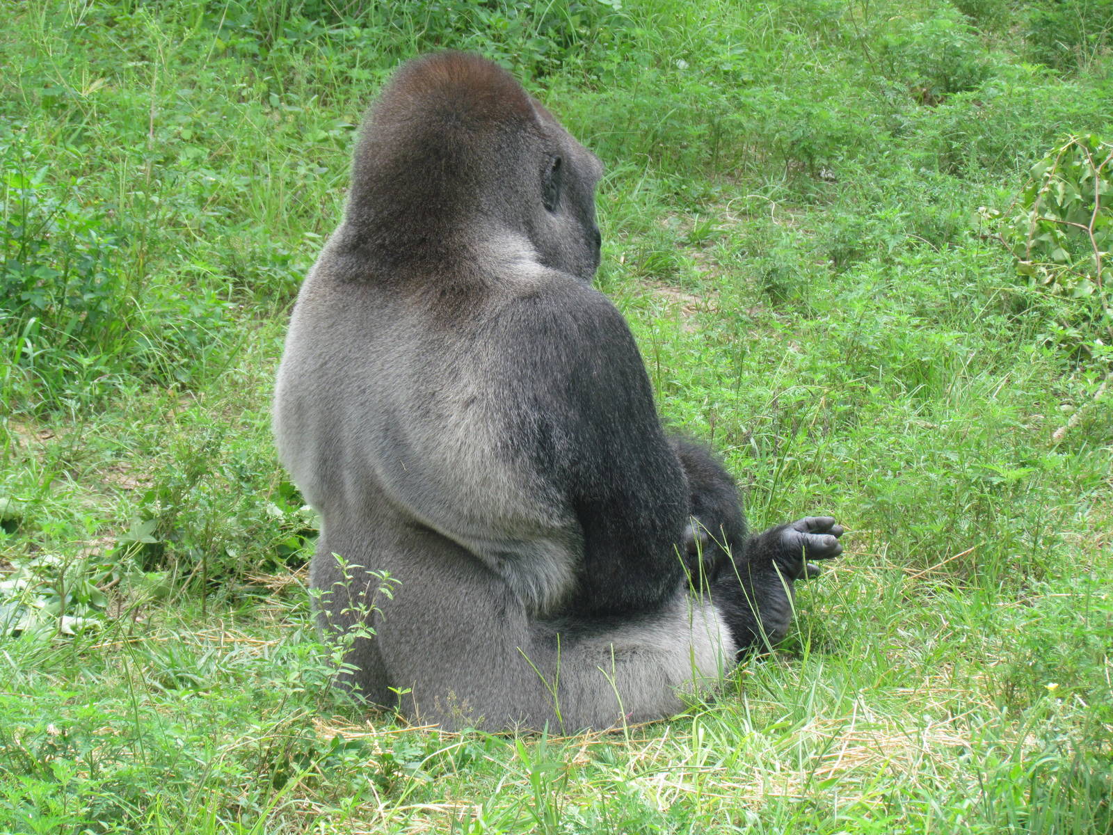 Western Lowland Gorilla