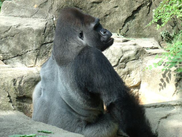 Western Lowland Gorilla