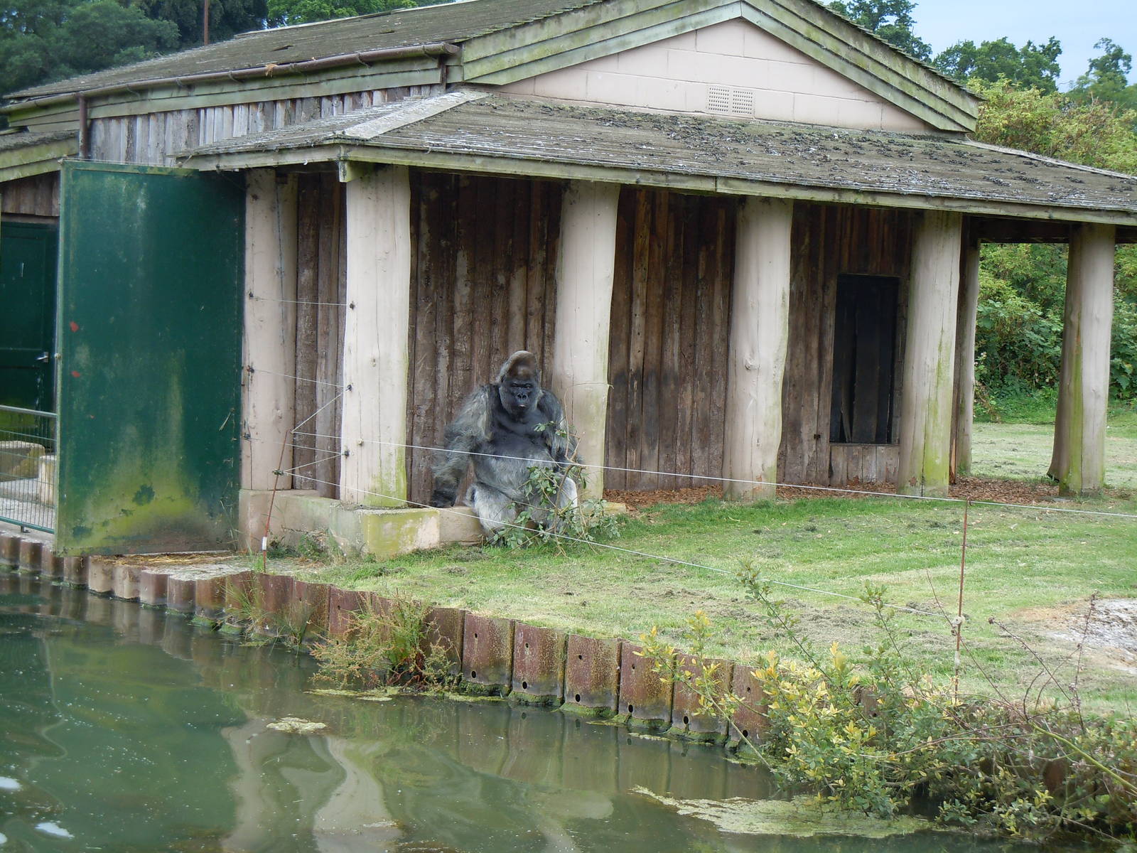 Western Lowland Gorilla