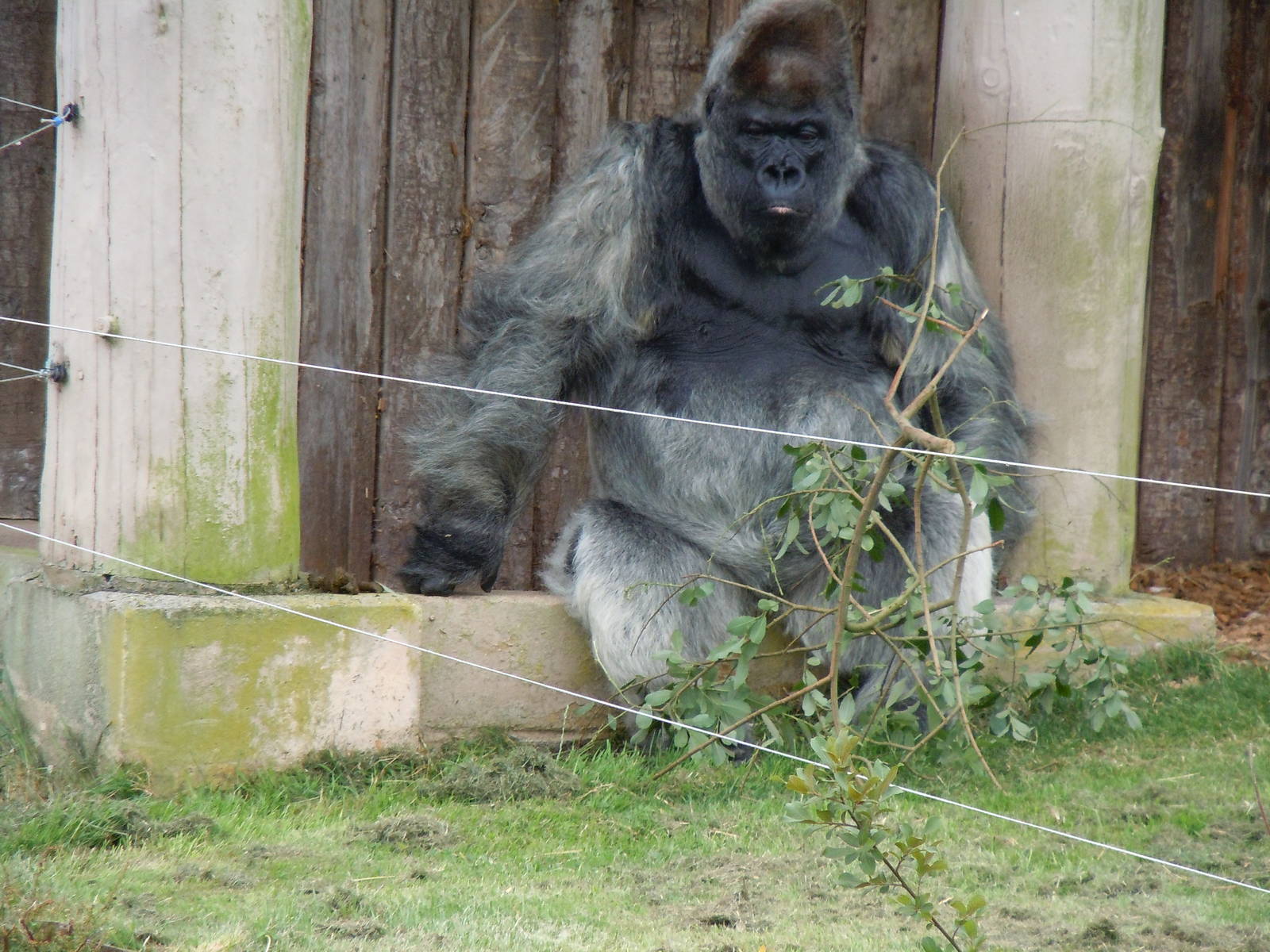 Western Lowland Gorilla