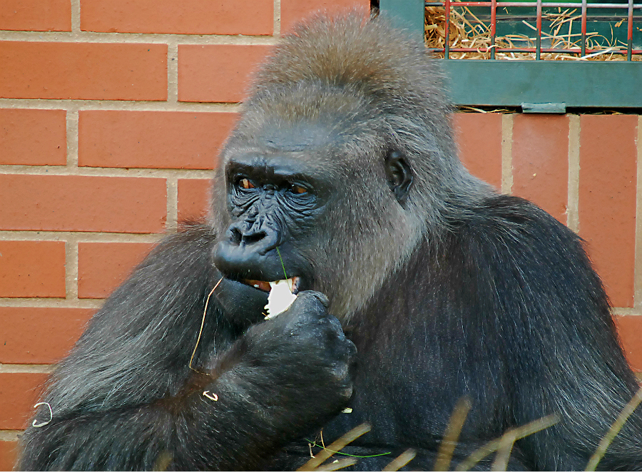 WESTERN LOWLAND GORILLA