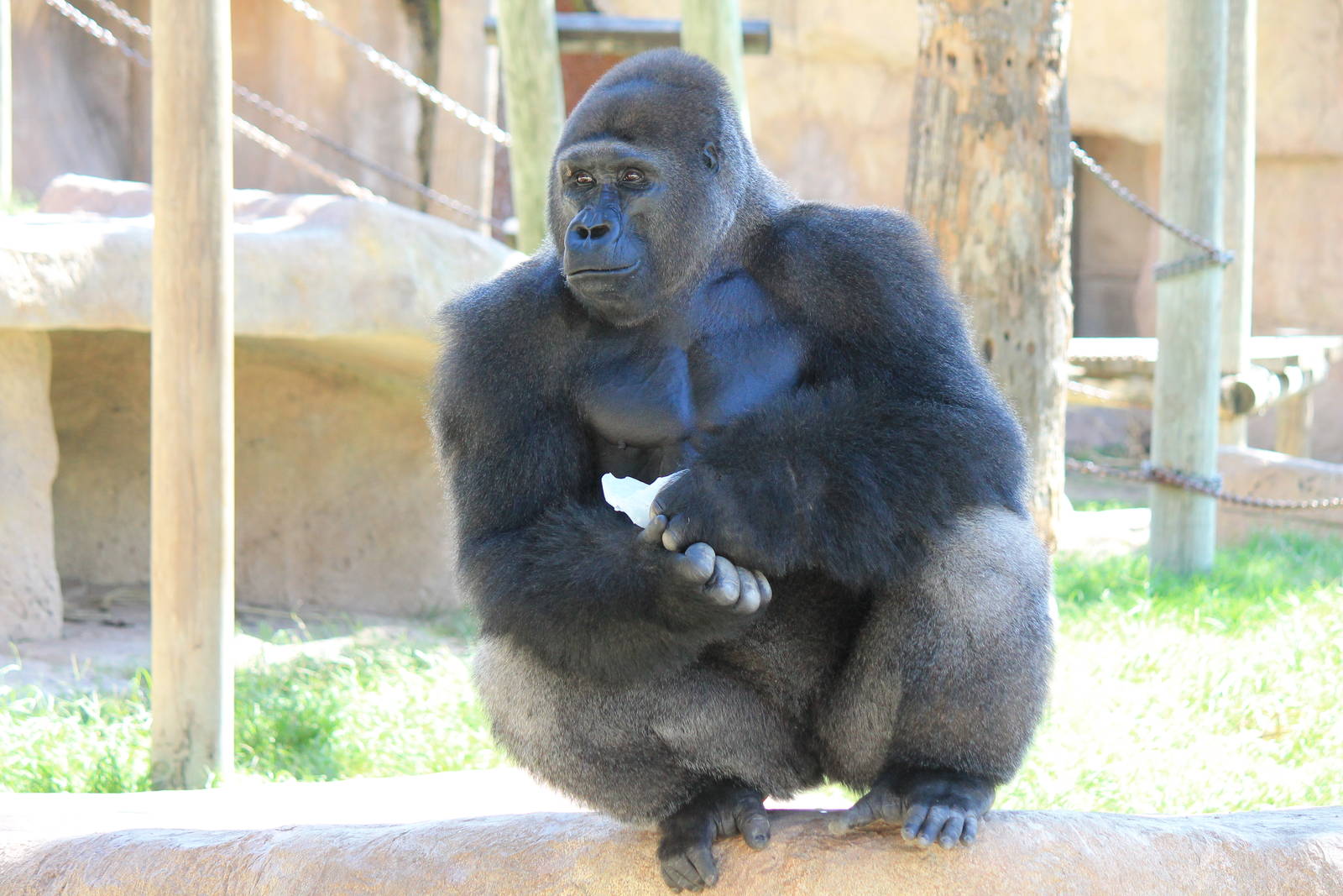Western Lowland Gorilla