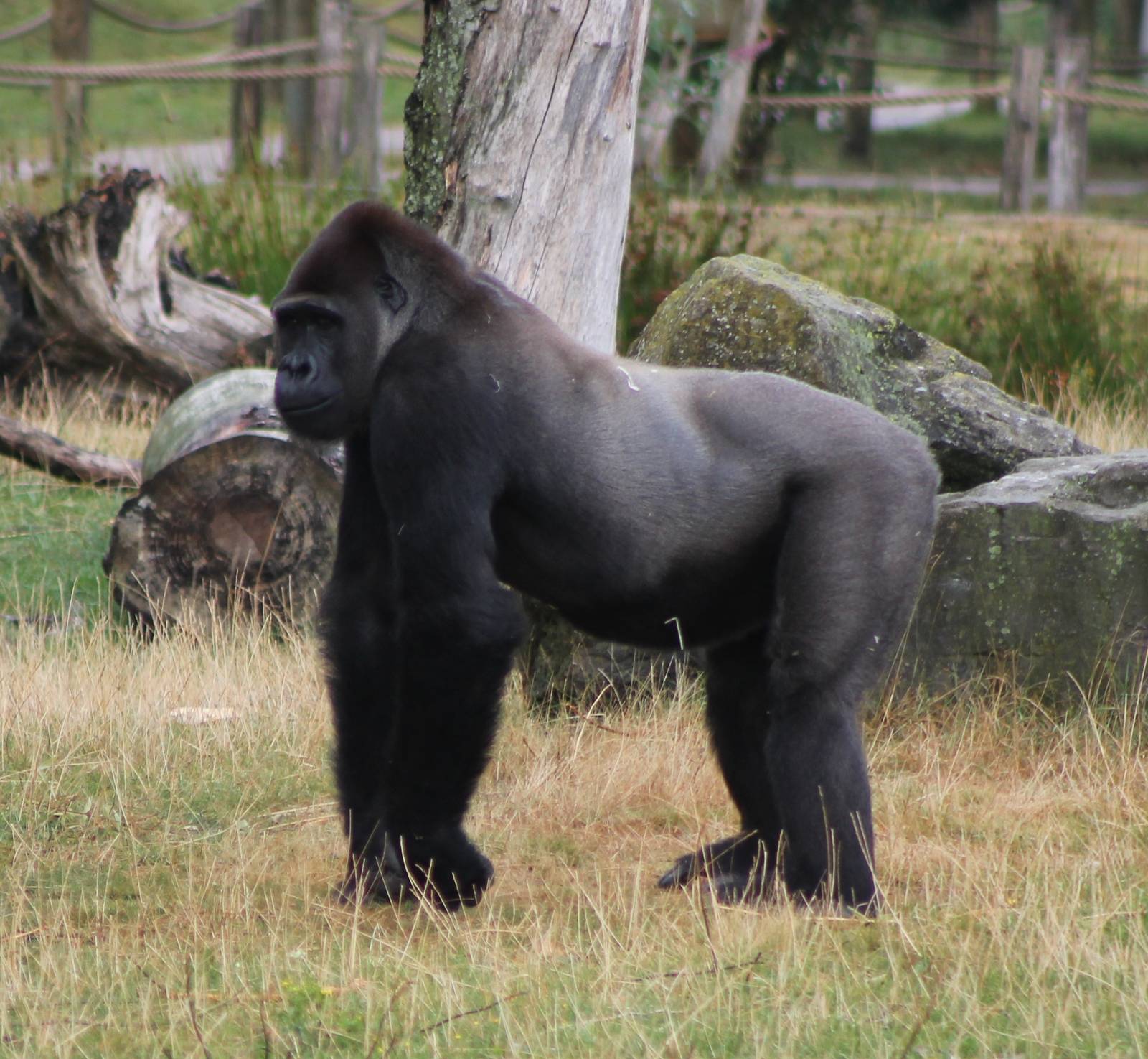 Western lowland gorilla