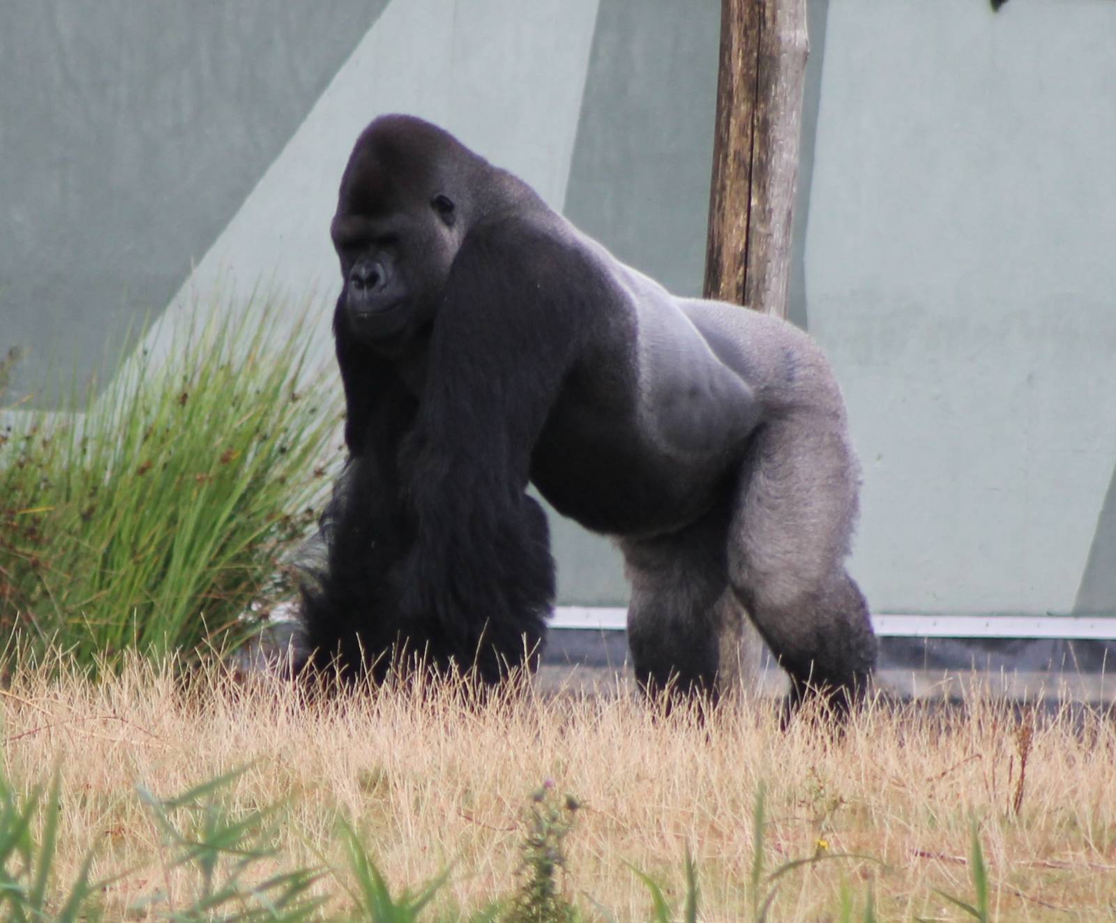 Western lowland gorilla