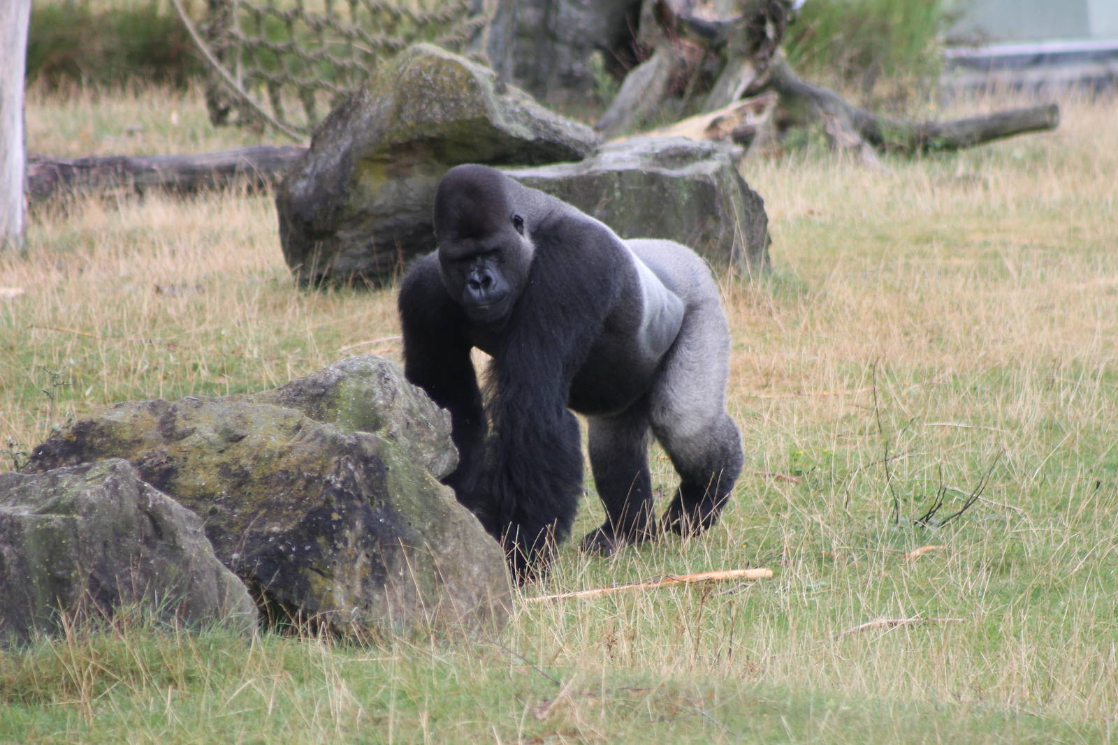 Western lowland gorilla
