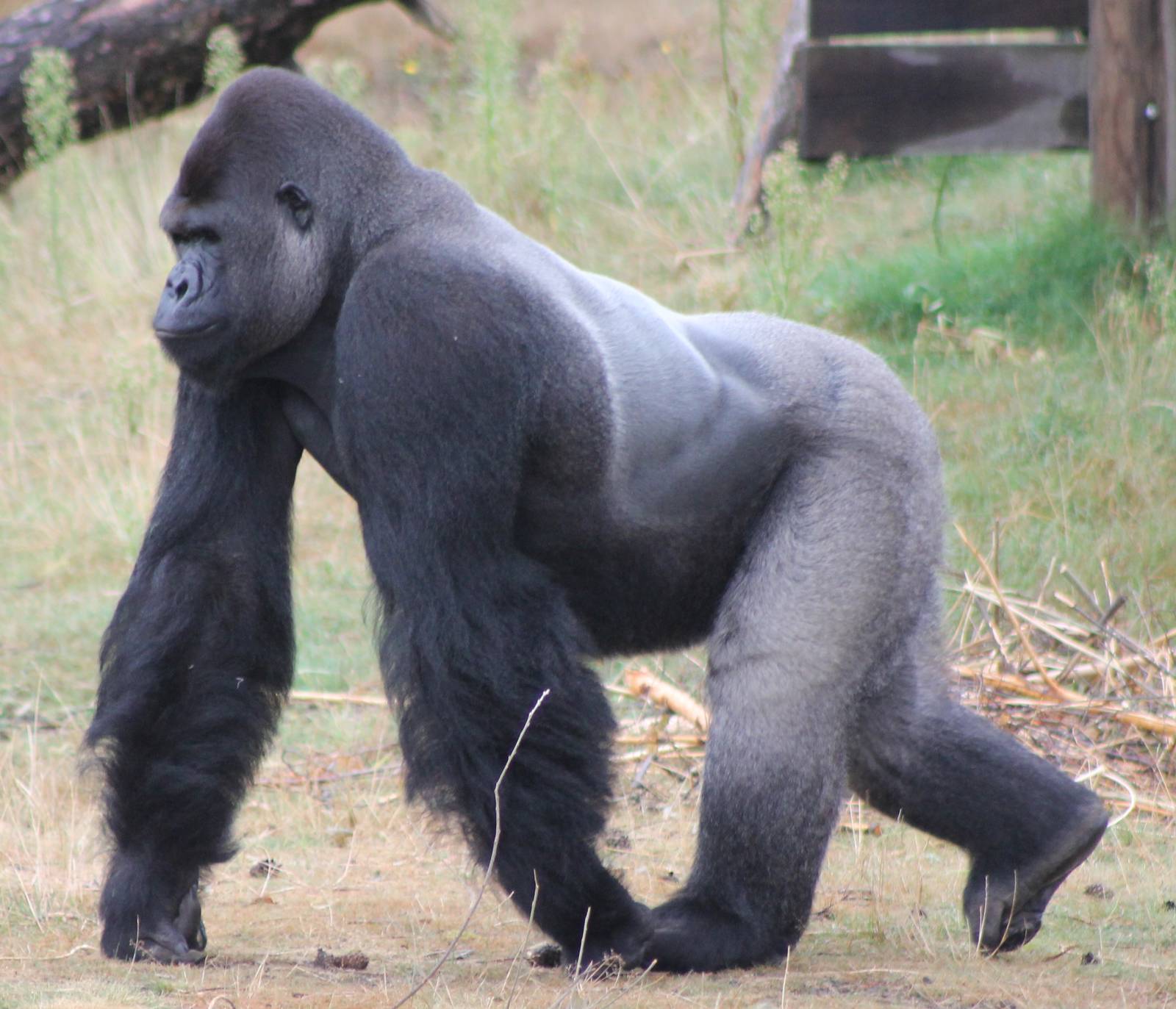 Western lowland gorilla