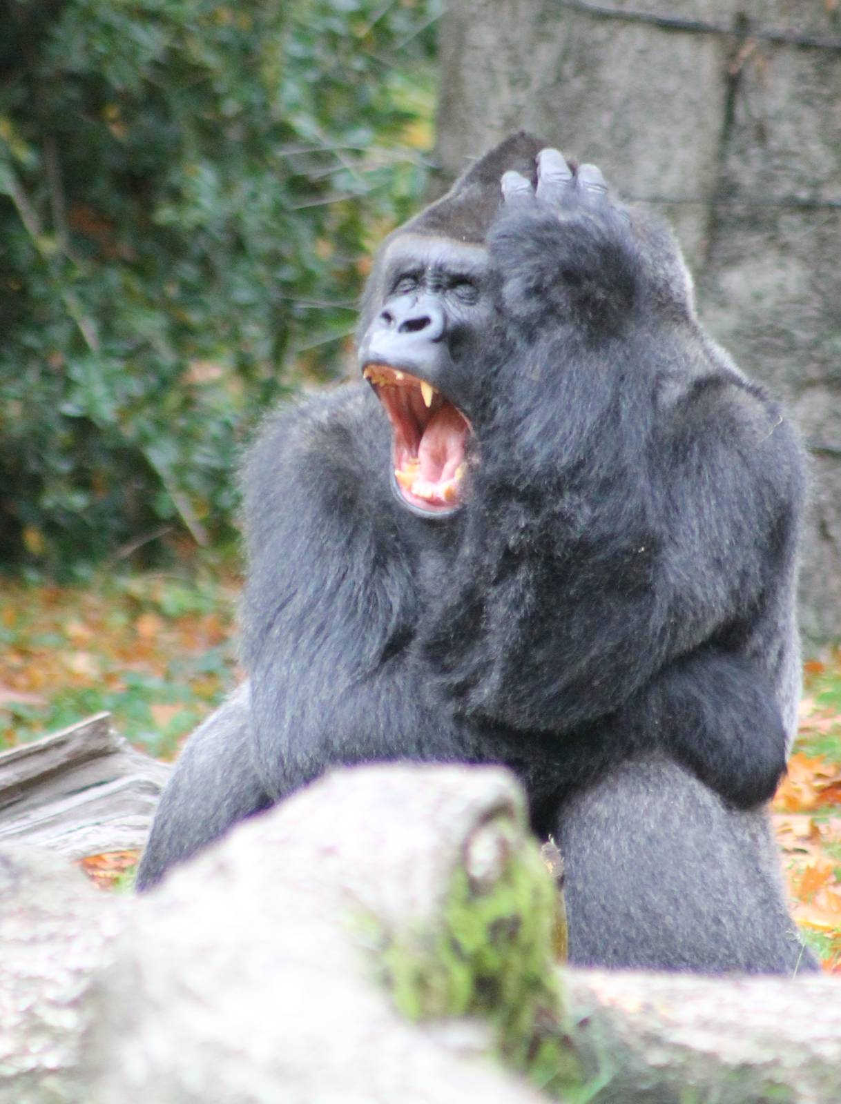 Western lowland gorilla