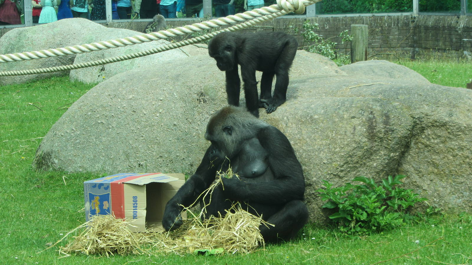 Western Lowland Gorilla
