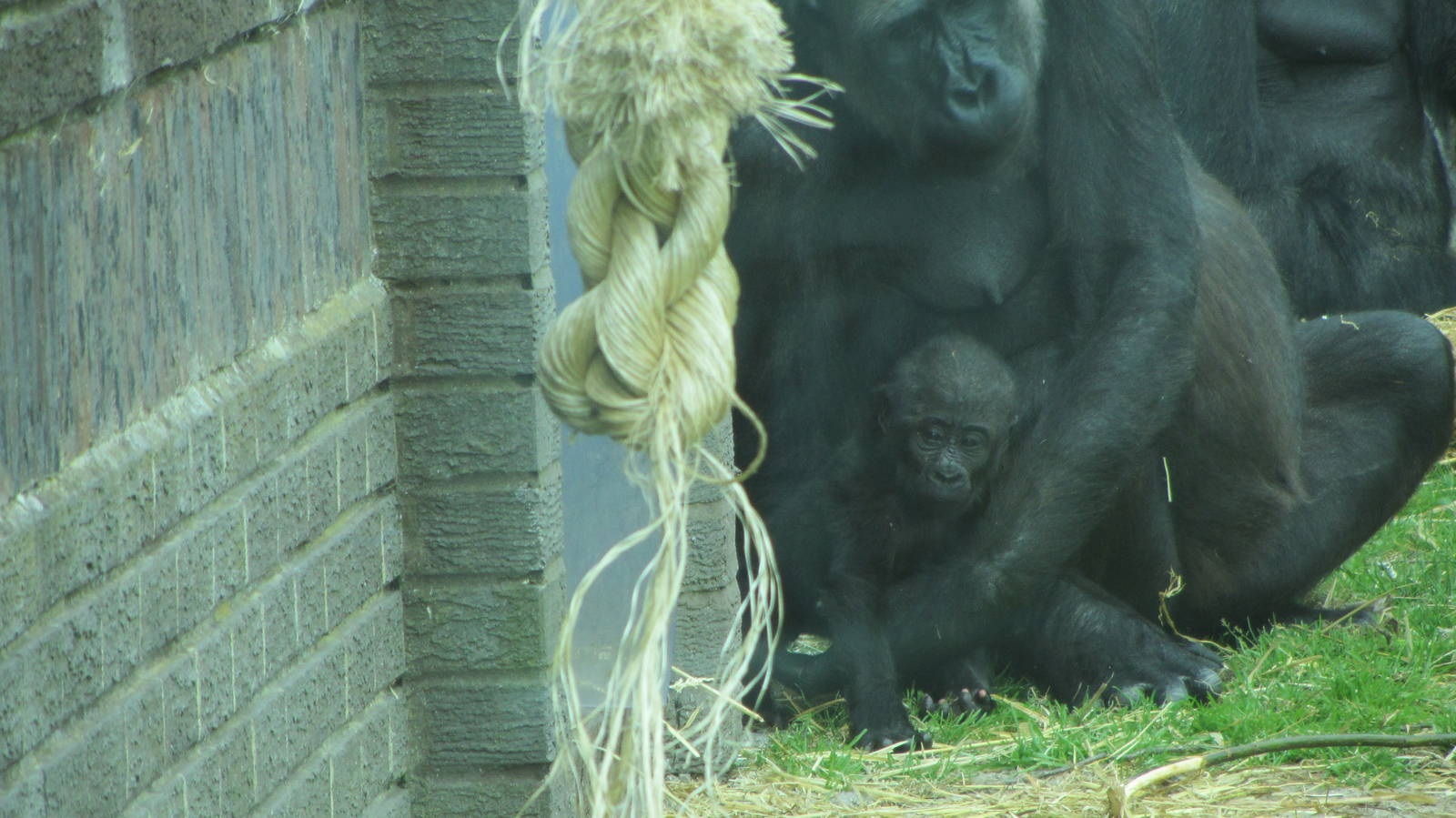 Western Lowland Gorilla