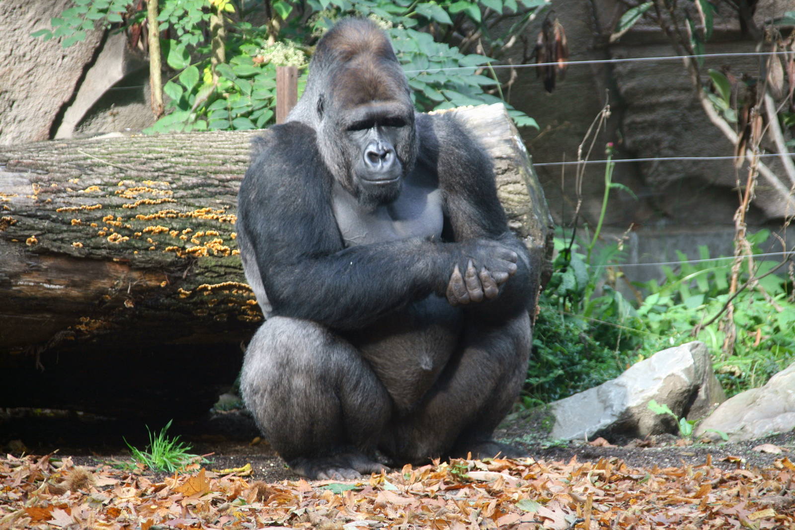 Western lowland gorilla