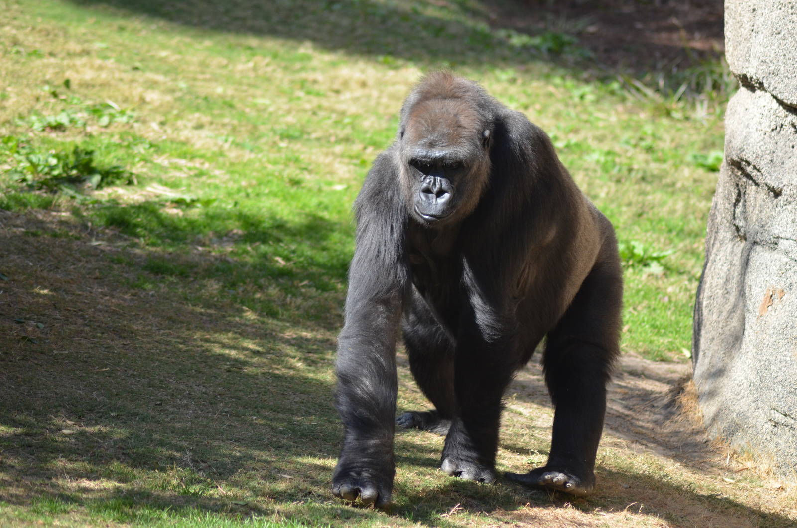 Western Lowland Gorilla