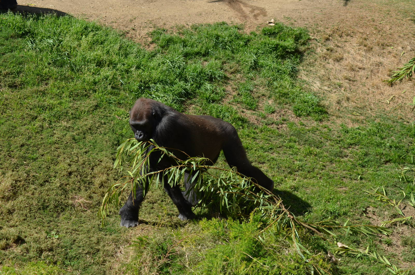 Western Lowland Gorilla