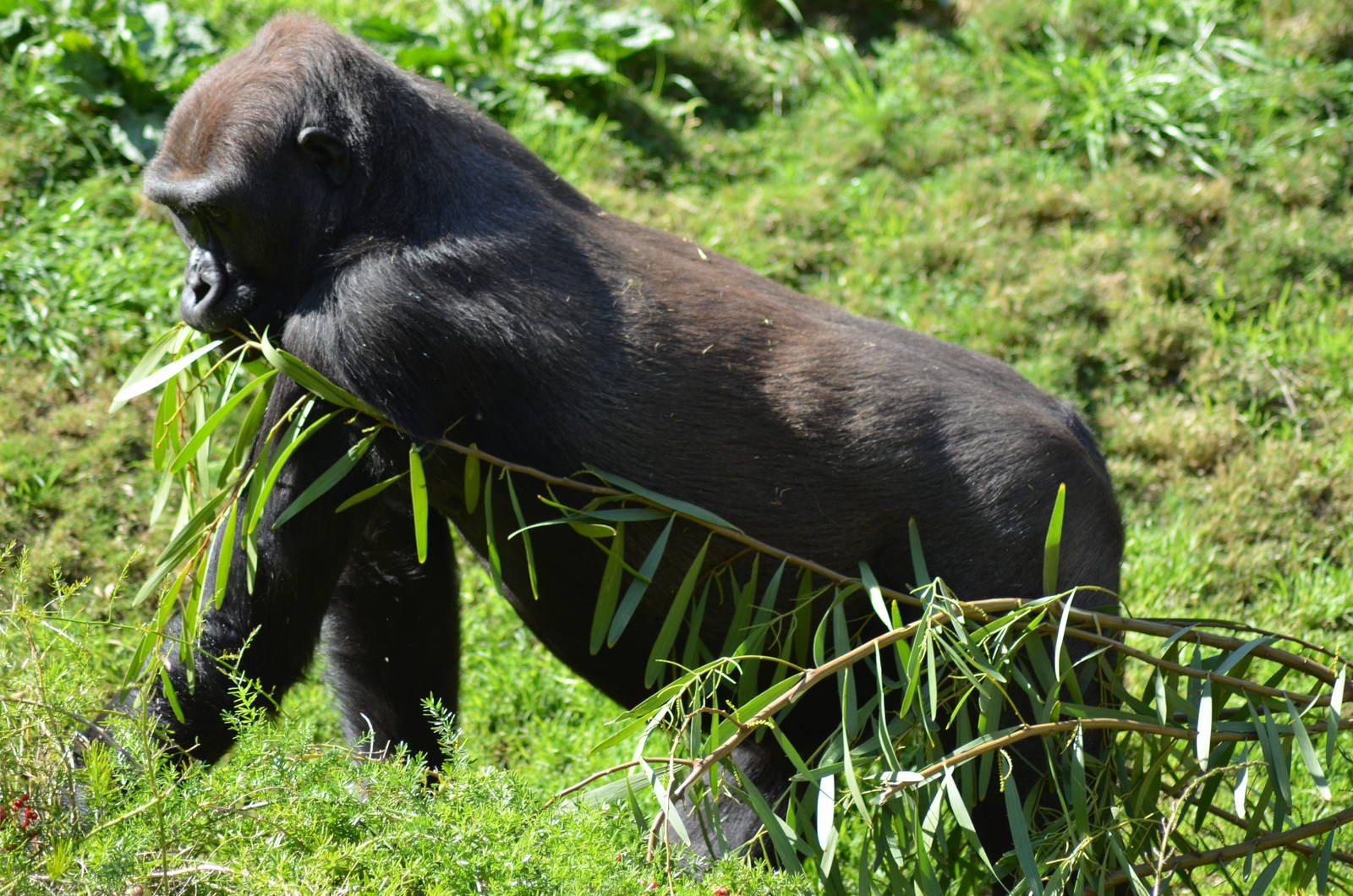 Western Lowland Gorilla