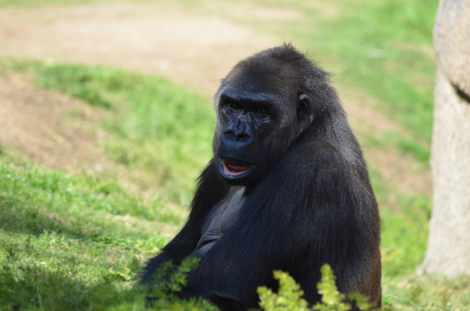 Western Lowland Gorilla
