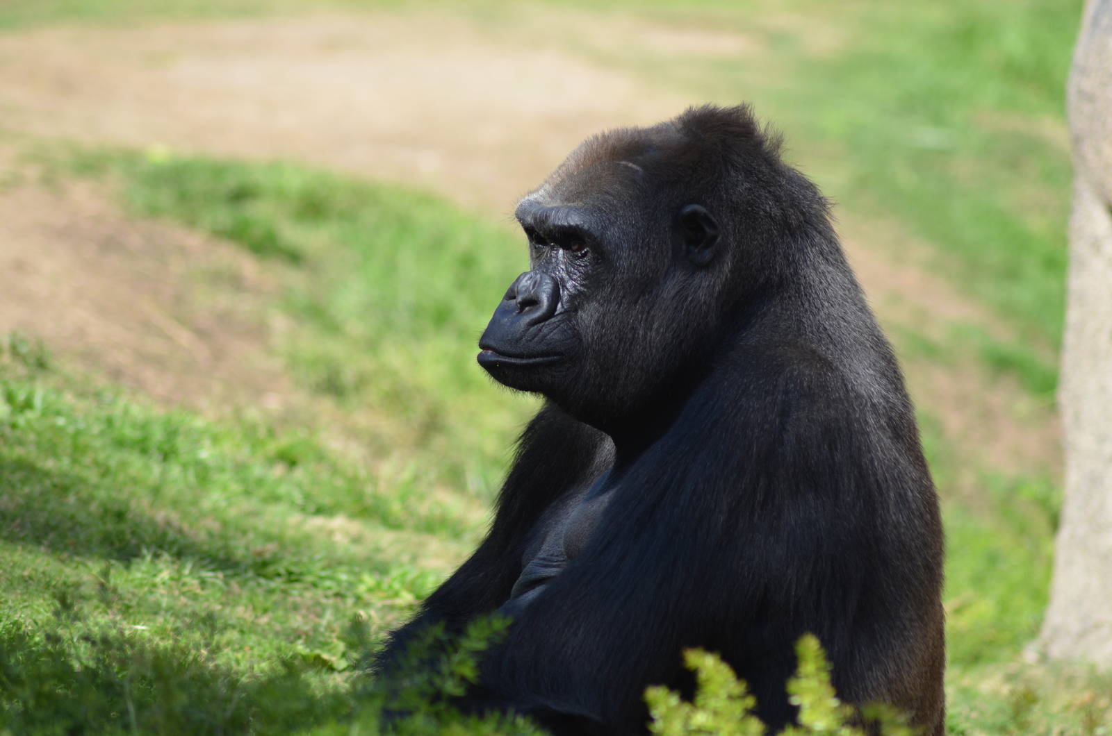 Western Lowland Gorilla