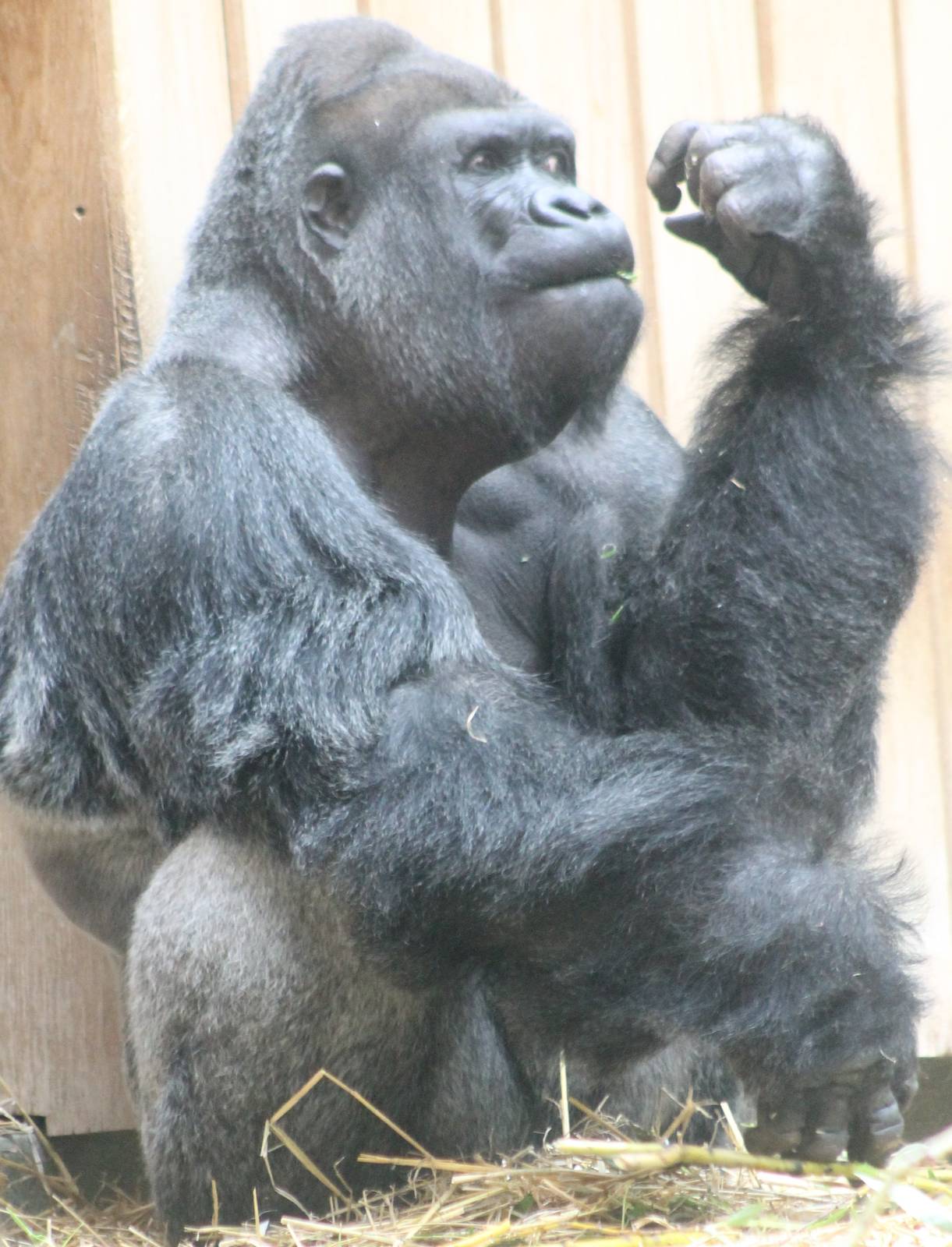 Western lowland gorilla