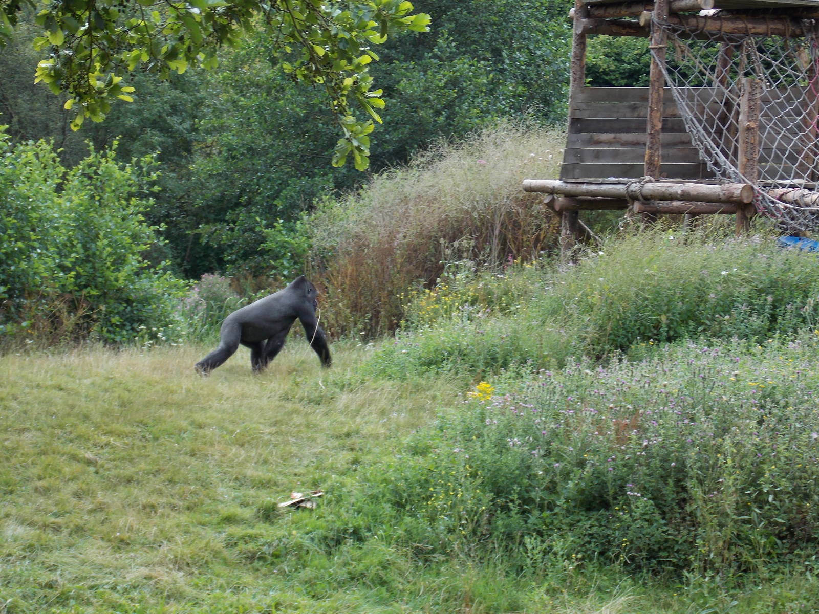Western Lowland Gorilla