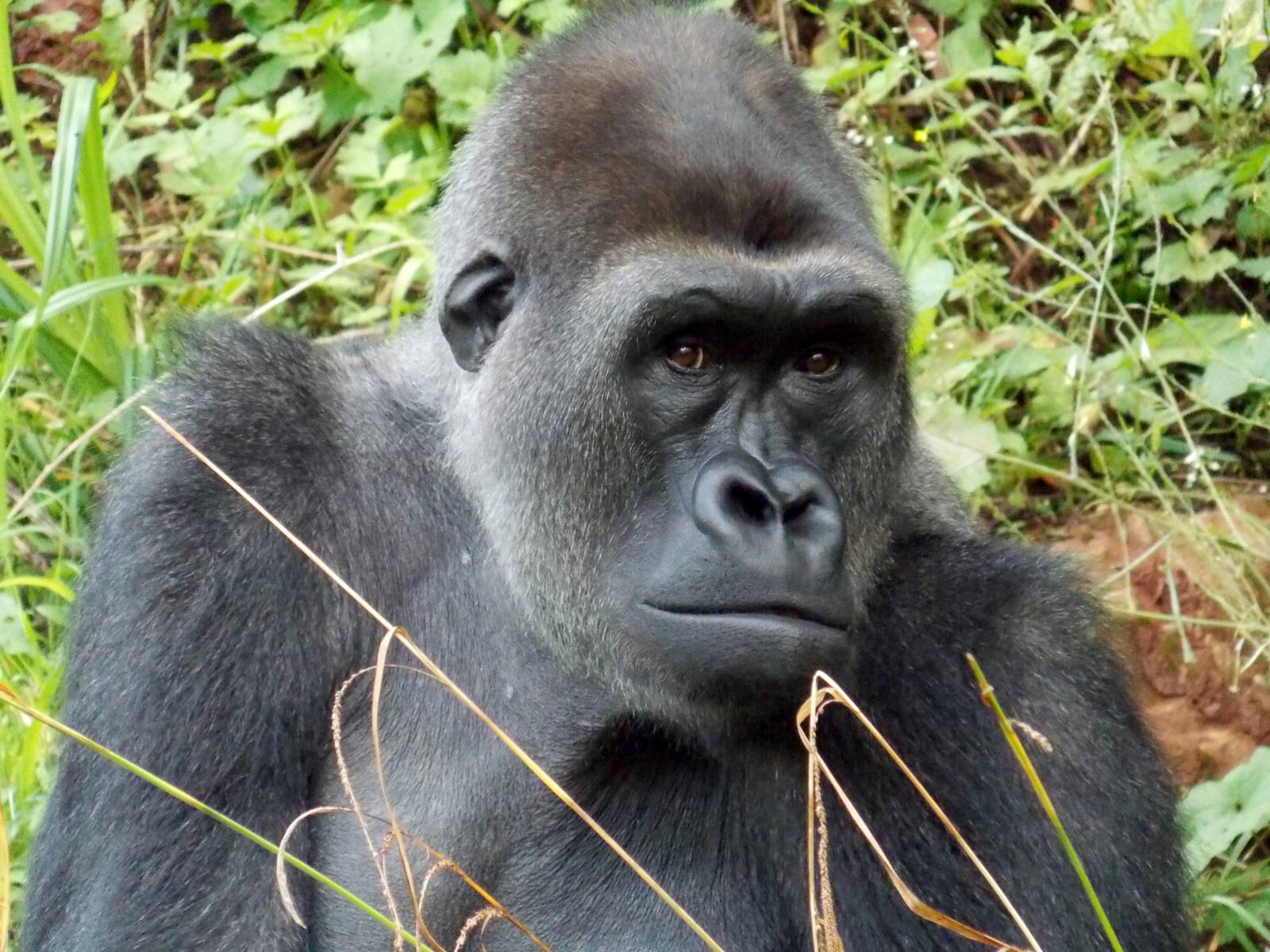 Western Lowland Gorilla