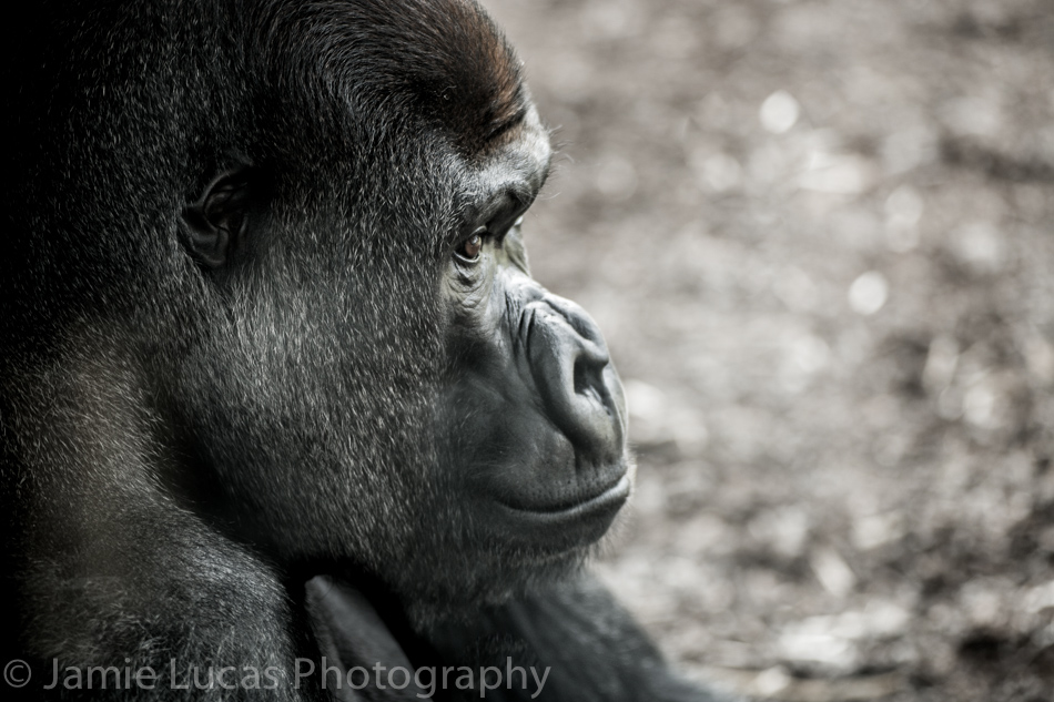 Western Lowland Gorilla