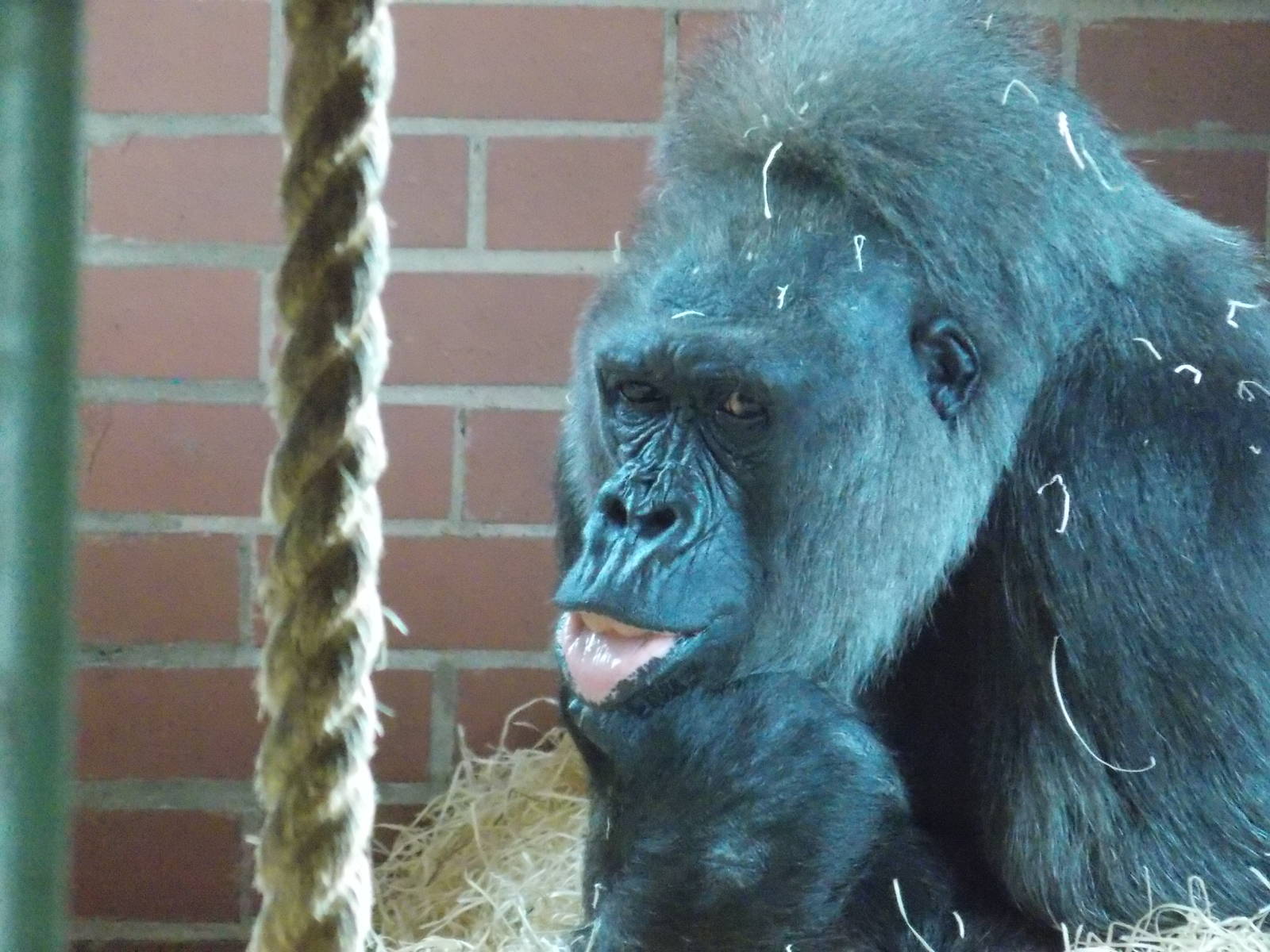 Western lowland gorilla