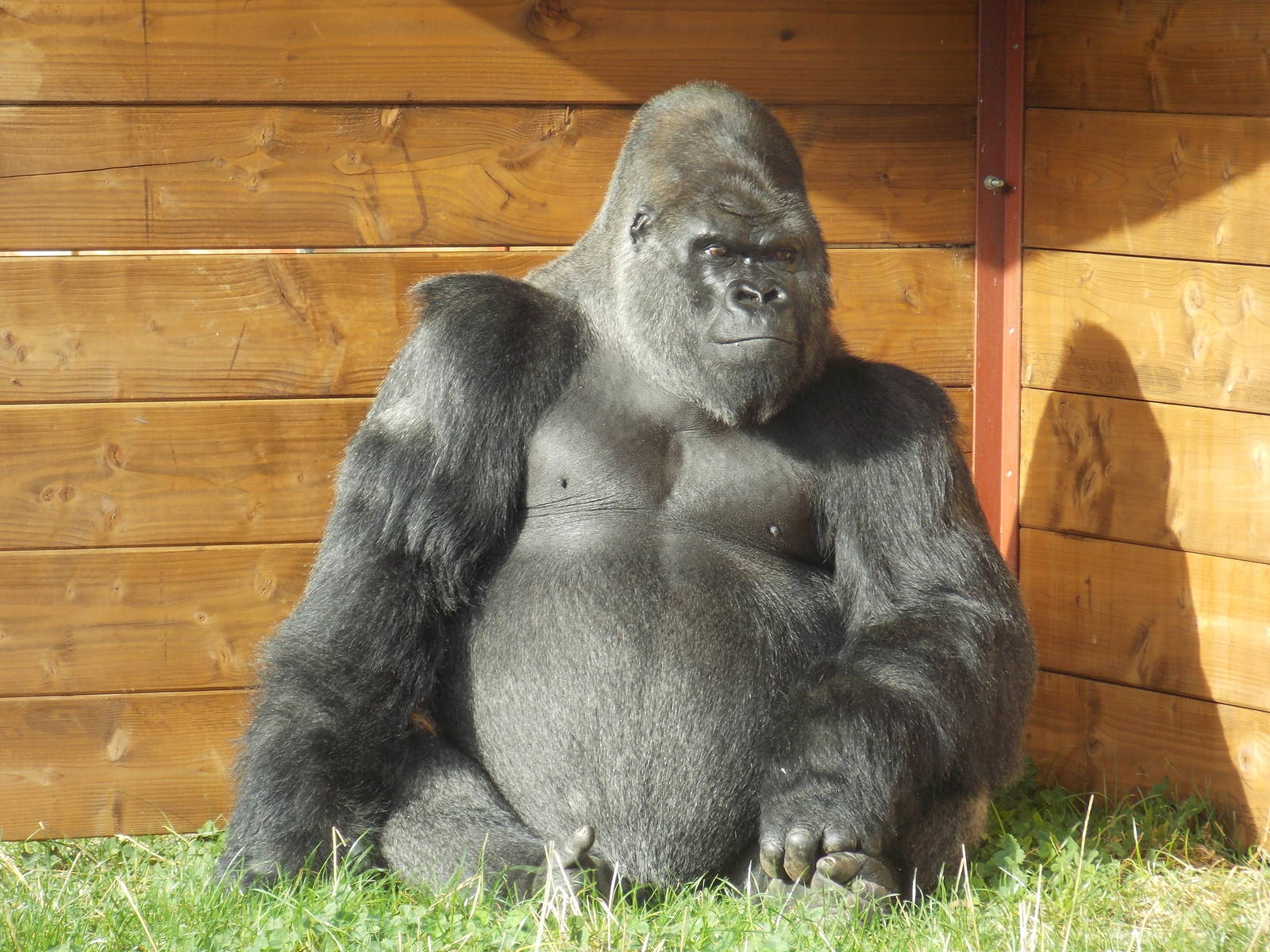 Western lowland gorilla