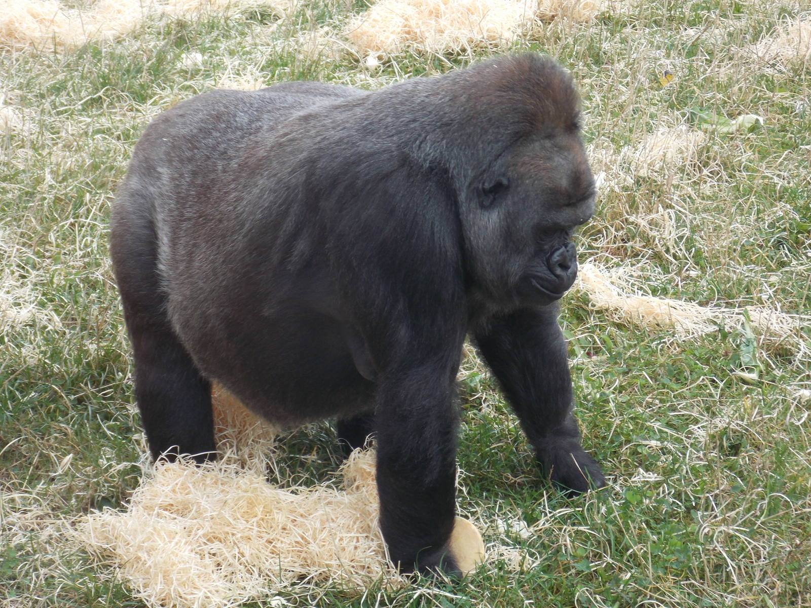 Western lowland gorilla