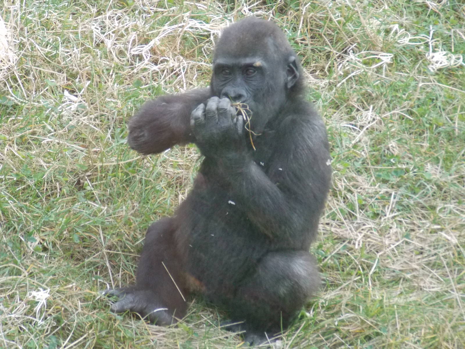 Western lowland gorilla