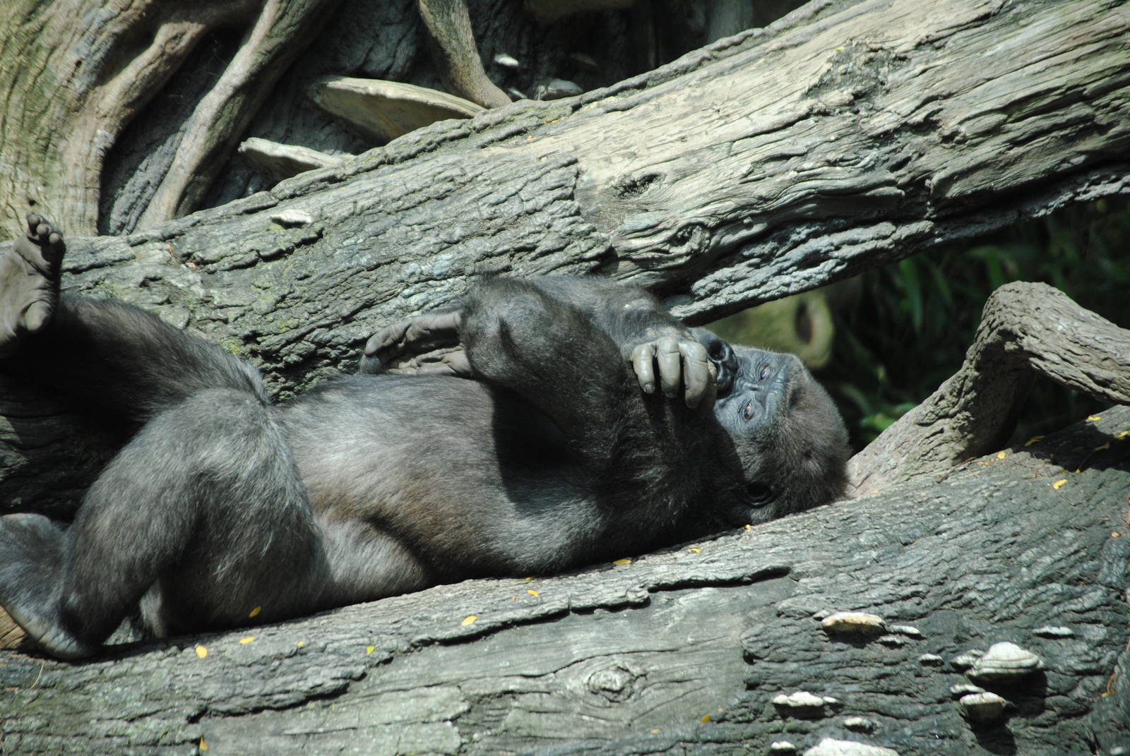 Western Lowland Gorilla