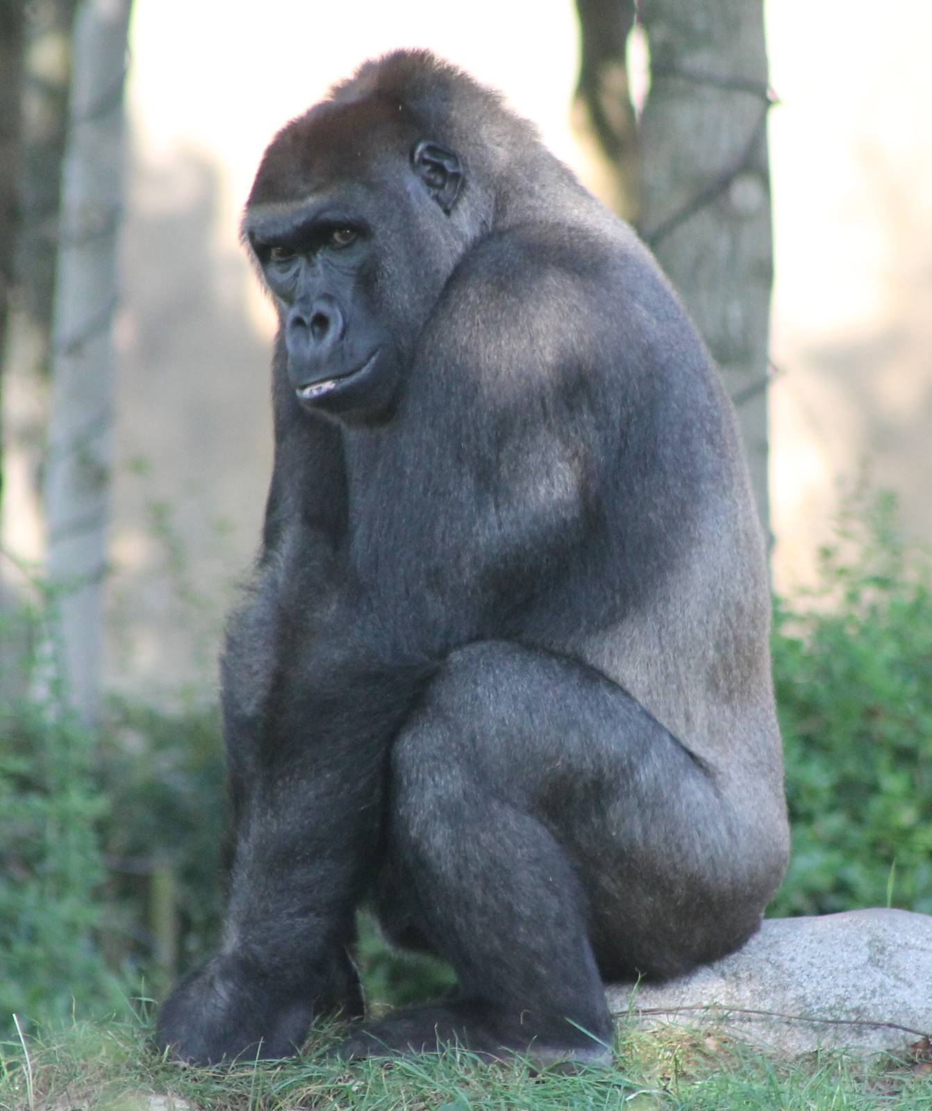 Western lowland gorilla